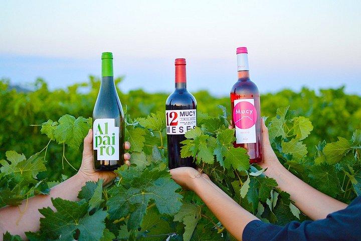 Enotourism in Valladolid Visit to Mucy Wineries and Wine Tasting of 4 Wines
