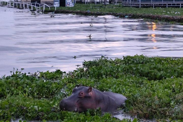 ケニアサファリ2日間：ナイバシャ湖とナクル湖