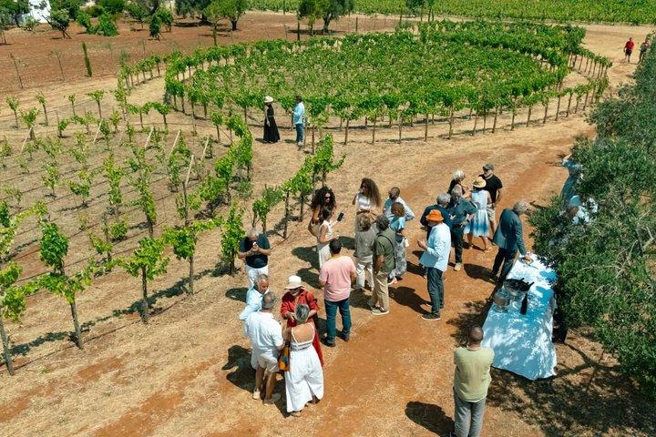 Ostuni DOC winetour e tasting.
