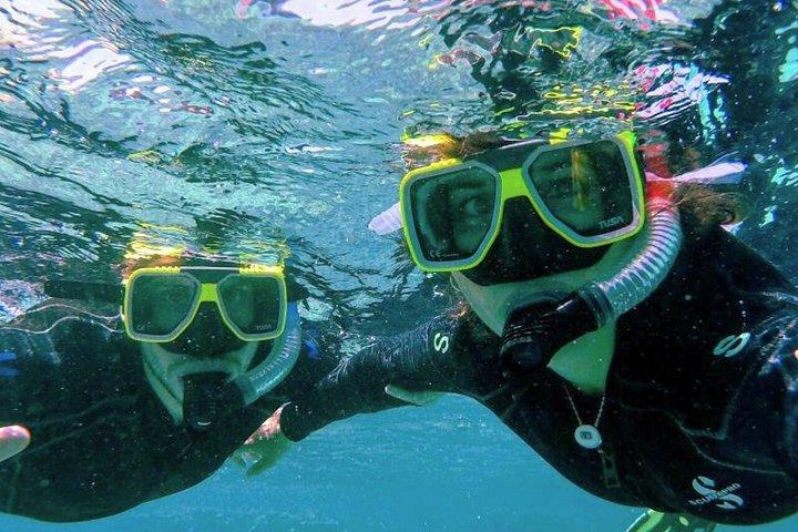 Tour finale di un'intera giornata della penisola del Capo e attività snorkeling guidata