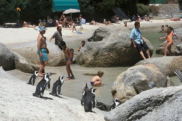 Tour finale di un'intera giornata della penisola del Capo e attività snorkeling guidata