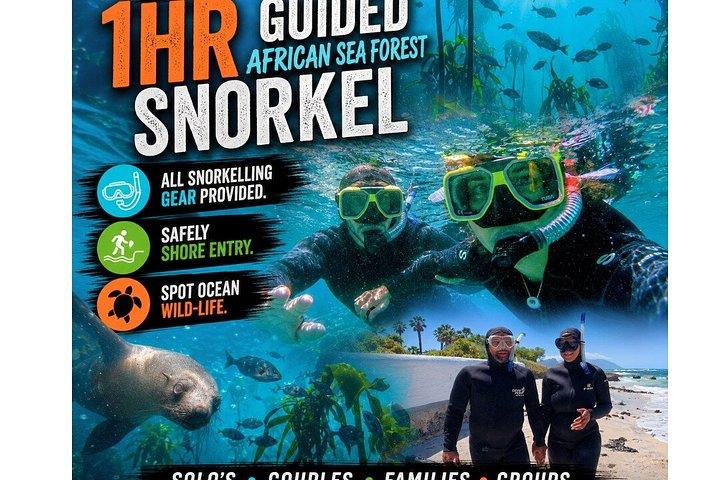 Tour finale di un'intera giornata della penisola del Capo e attività snorkeling guidata