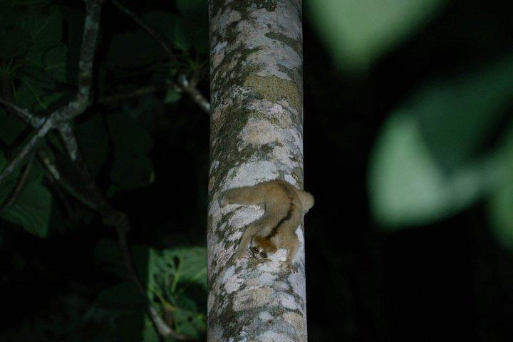 Sandakan: 3D2N Wildlife Cruise and Live Like a Local