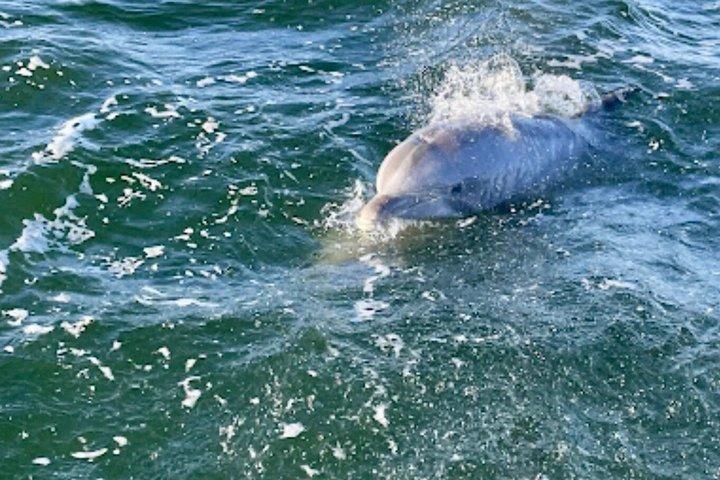 Frisky Mermaid Dolphin + sightseeingkryssning i Pensacola Beach