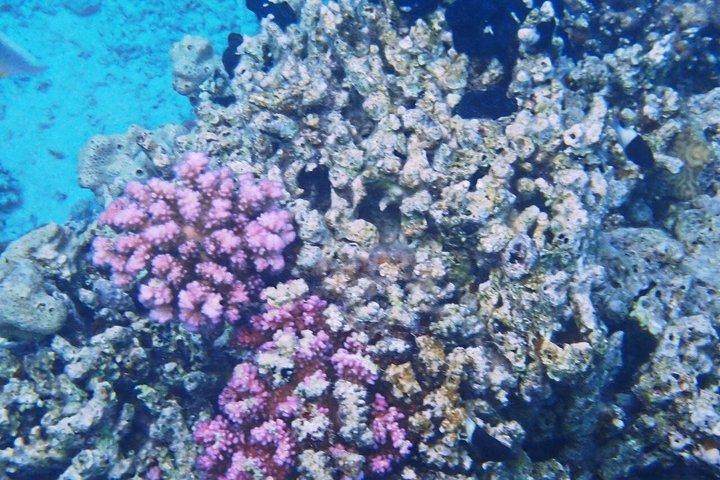 マルサアラムでのシャルム・エル・ルリ・ビーチシュノーケリング旅行