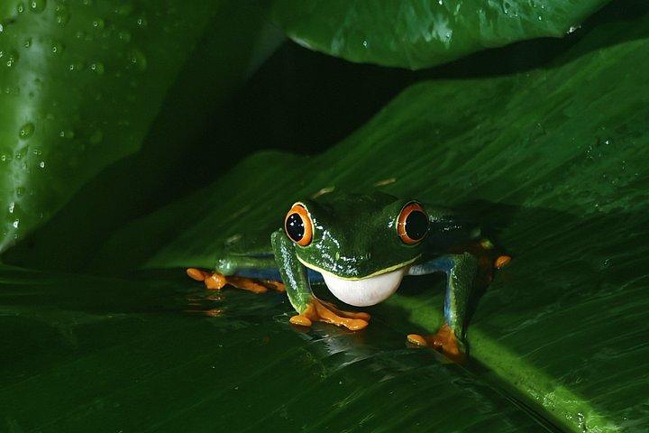 Night Walk- Afterdark Rainforest Experience+ Coffee+ Chocolate