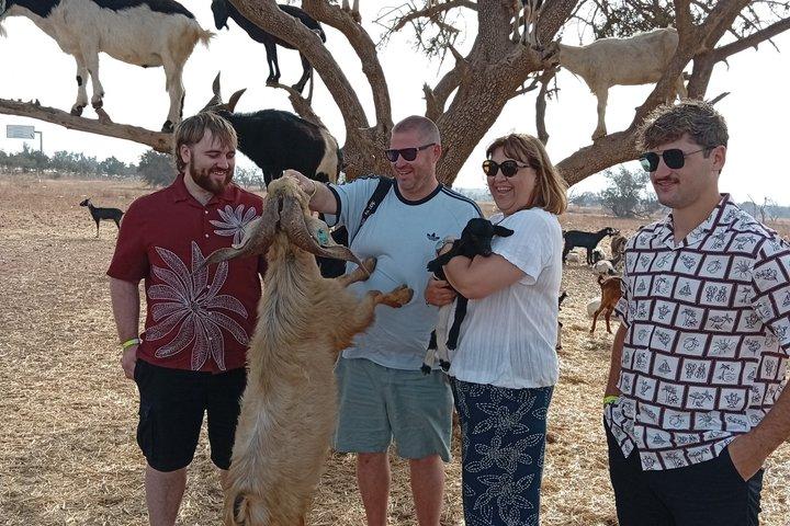 Goat Climbing the Tree in Morning Agadir Experience
