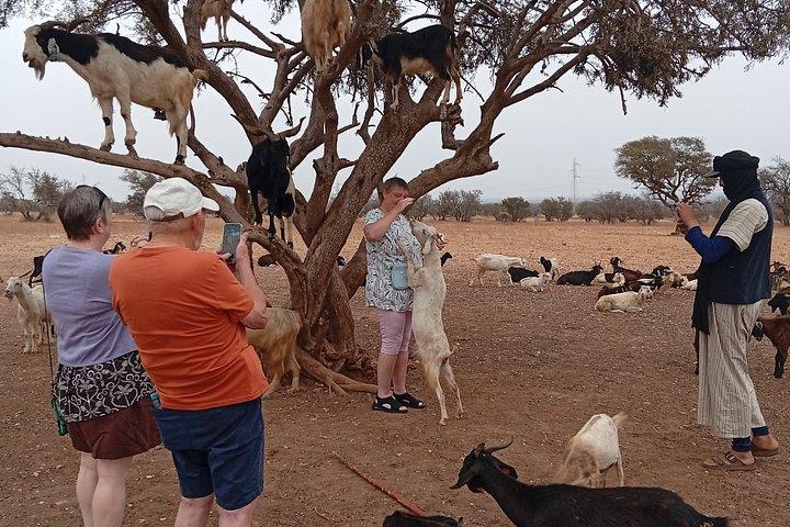 Goat Climbing the Tree in Morning Agadir Experience