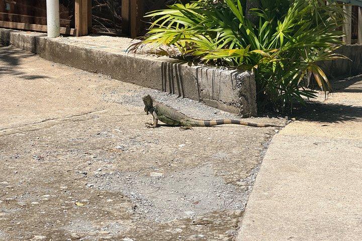 Fun Day explore Roatan