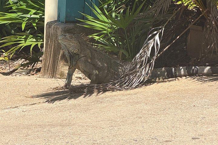Fun Day explore Roatan