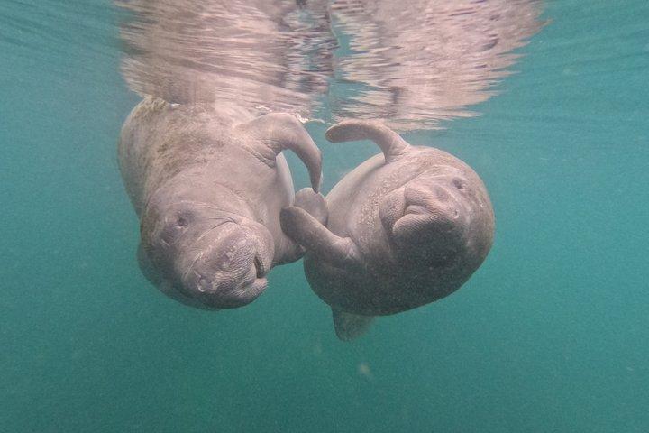 Crystal River Manatee Swim – 3 horas, máximo 6 pessoas
