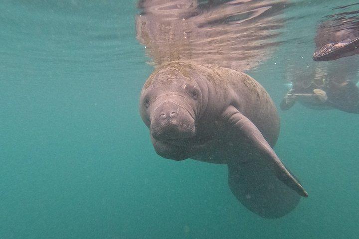 Crystal River Manatee Swim – 3 Hours, Maximum 6 Guests