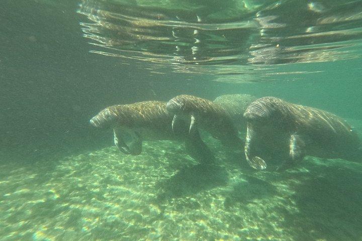 Crystal River Manatee Swim – 3 Hours, Maximum 6 Guests