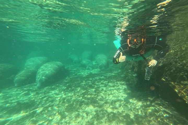 Crystal River Manatee Swim – 3 Hours, Maximum 6 Guests