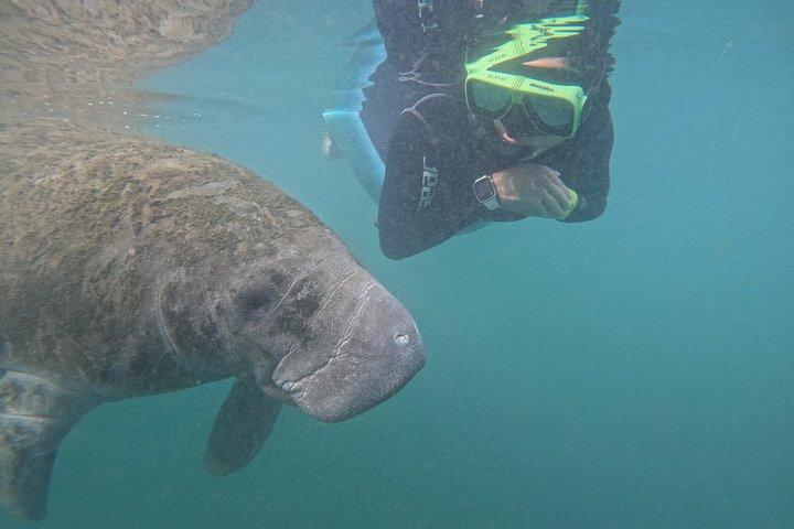 Crystal River Manatee Swim – 3 Hours, Maximum 6 Guests