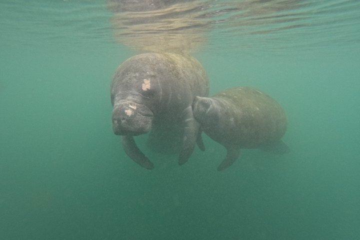 Crystal River Manatee Swim – 3 Hours, Maximum 6 Guests