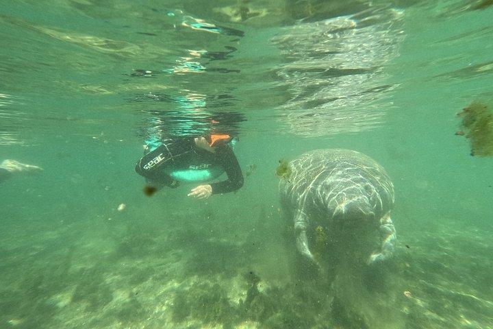 Crystal River Manatee Swim – 3 Hours, Maximum 6 Guests