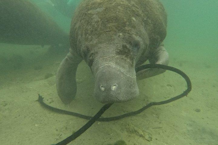 Crystal River Manatee Swim – 3 Hours, Maximum 6 Guests