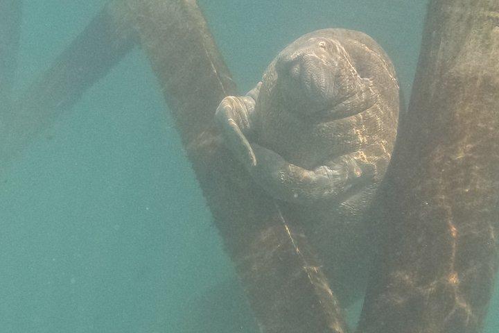 Crystal River Manatee Swim – 3 Hours, Maximum 6 Guests