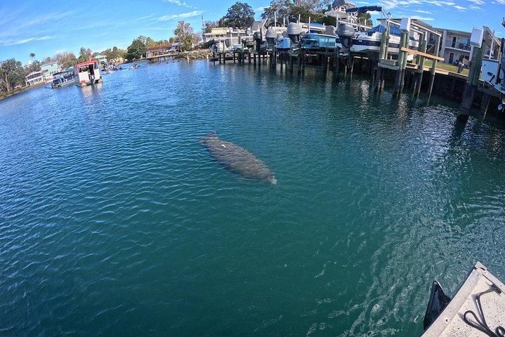 Crystal River Manatee Swim – 3 Hours, Maximum 6 Guests
