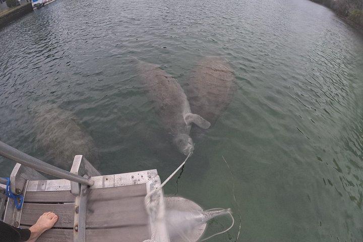 Crystal River Manatee Swim – 3 Hours, Maximum 6 Guests