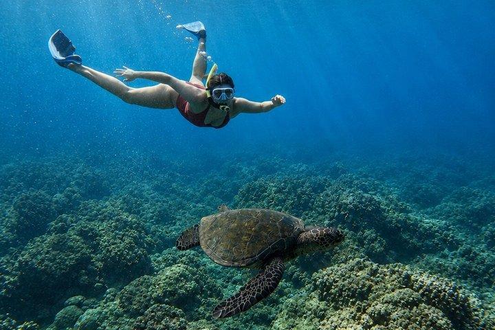 Turtle Town snorkel com foto e vídeo Turtle garantia