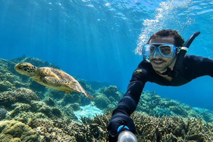 Turtle Town snorkel com foto e vídeo Turtle garantia