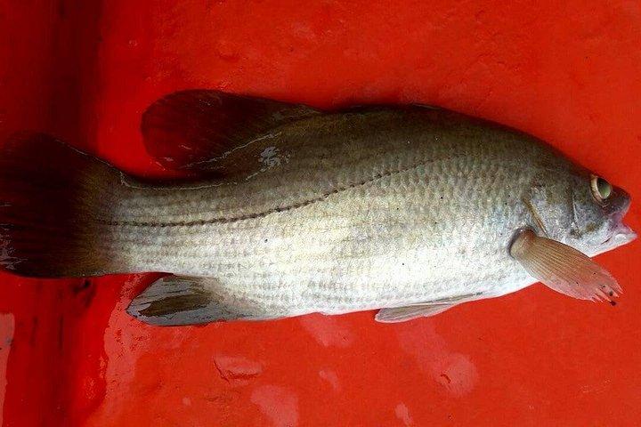 サムイ島プライベートナイトフィッシング（船上で新鮮な水揚げ料理付き）