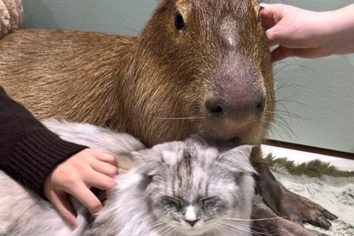 Capybara & Community Cat Interaction Experience (Snack Included)