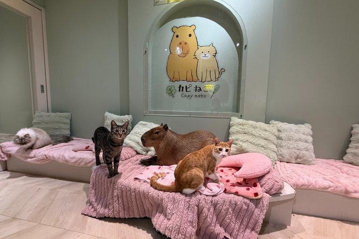 Capybara & Community Cat Interaction Experience (Snack Included)