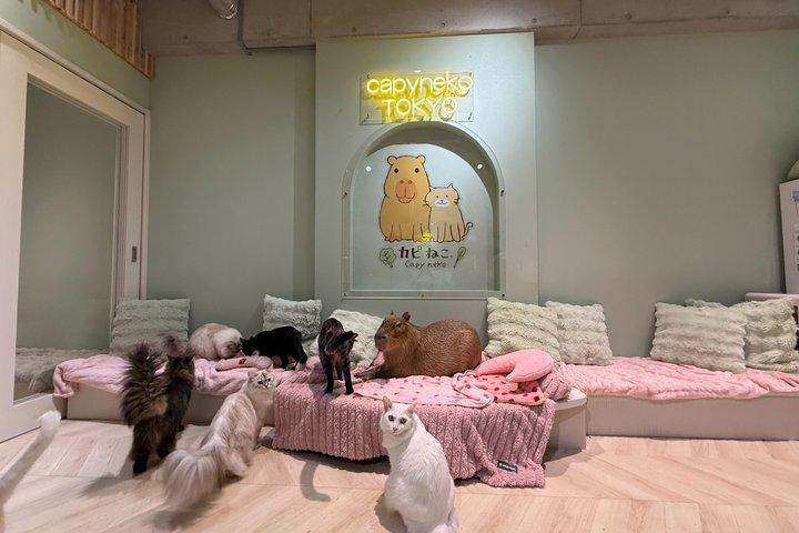 Capybara & Community Cat Interaction Experience (Snack Included)