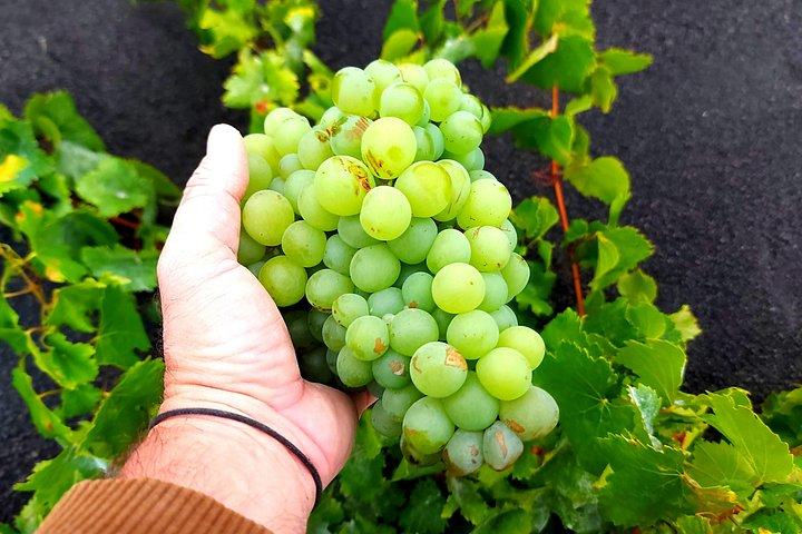 Hike through the wine-growing region, Bodega visit and wine tasting