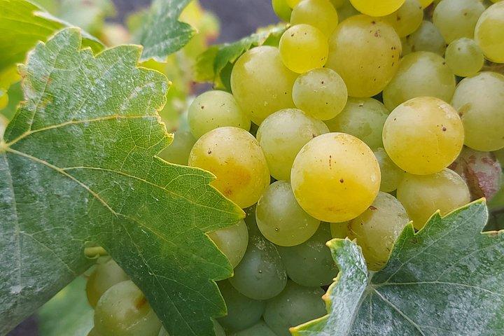 ワイン産地をハイキングし、ワイナリーを訪れてワインの試飲を楽しもう