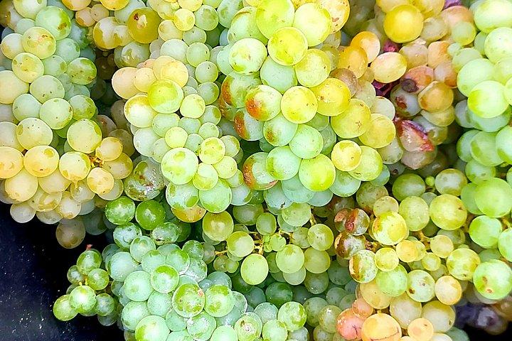ワイン産地をハイキングし、ワイナリーを訪れてワインの試飲を楽しもう