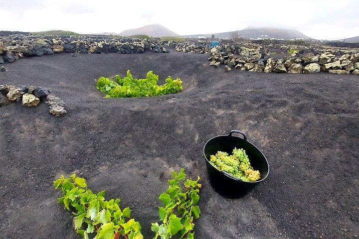 ワイン産地をハイキングし、ワイナリーを訪れてワインの試飲を楽しもう