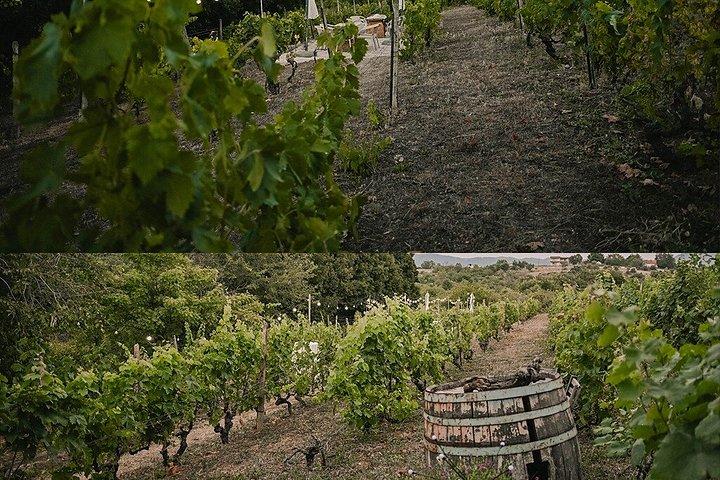 S&S Winery - Expérience de dégustation de vins à Ohrid