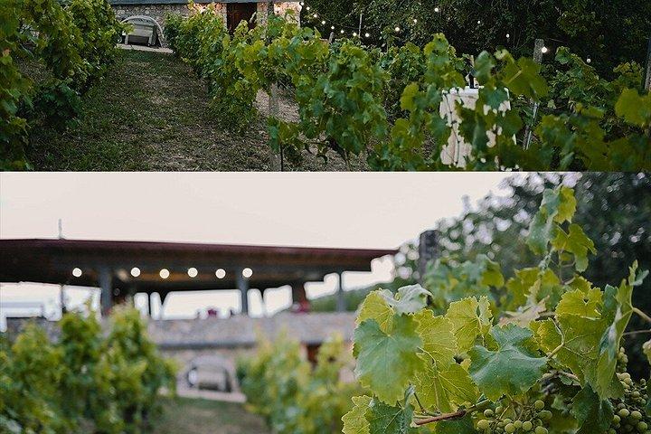 S&S Winery - Expérience de dégustation de vins à Ohrid