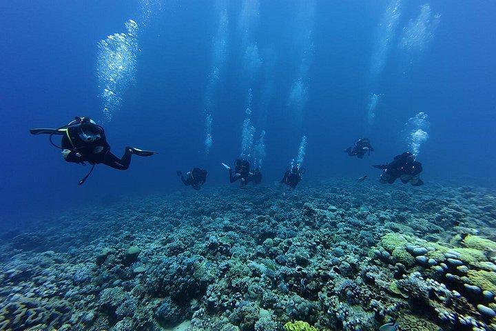 Refresh Dive for Certified Divers