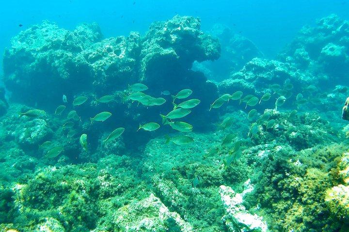 イビサ島でのシュノーケリング：洞窟と透き通った海を巡るガイド付きツアー