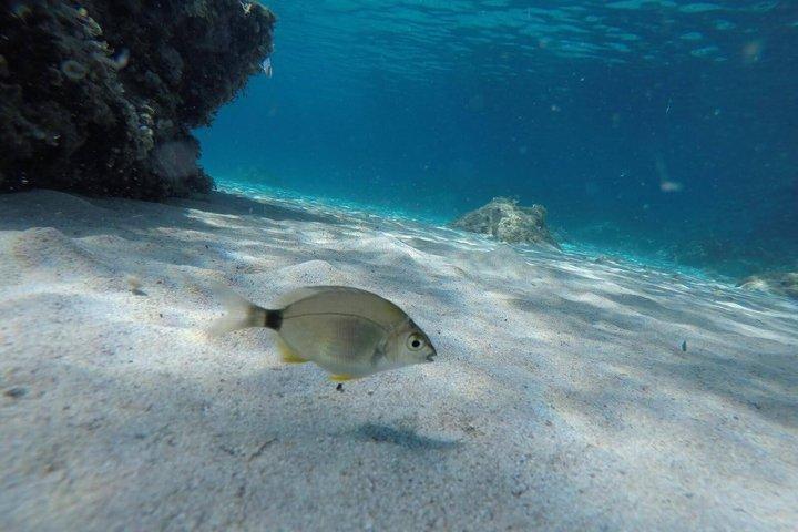 イビサ島でのシュノーケリング：洞窟と透き通った海を巡るガイド付きツアー