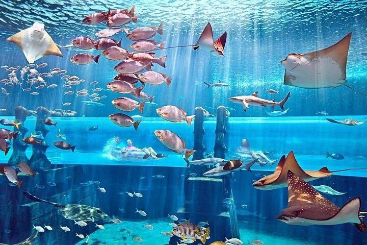Atlantis Aquaventure Waterpark Dubai dagskort med alternativ