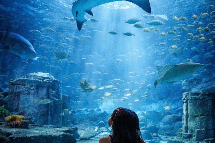 Atlantis Aquaventure Waterpark Dubai dagskort med alternativ