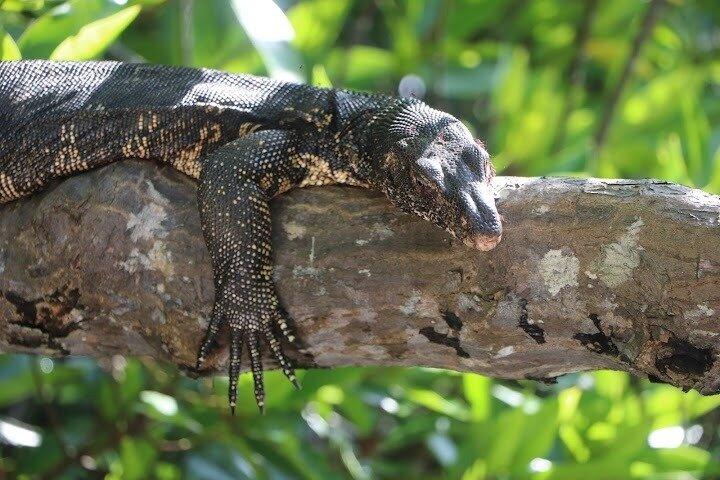 プライベートベントータリバーサファリ野生動物アドベンチャーと絶景
