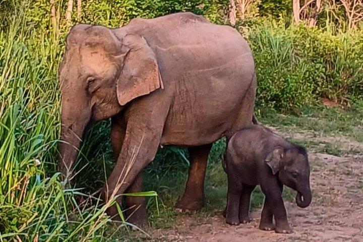 Ultimate Elephant Safari Experience With Gisban Tours
