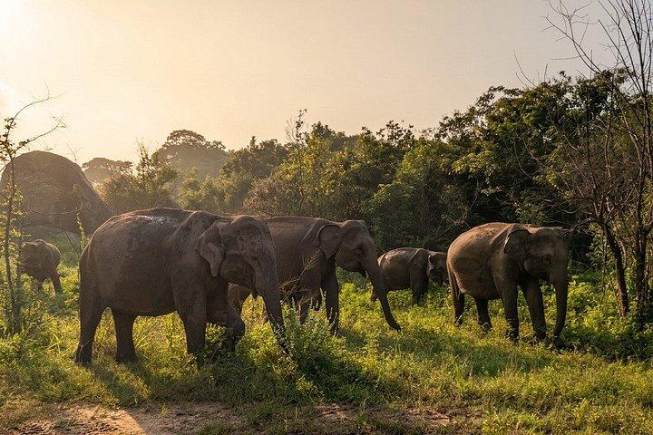 Ultimate Elephant Safari Experience With Gisban Tours