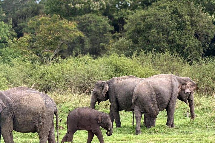 Ultimate Elephant Safari Experience With Gisban Tours