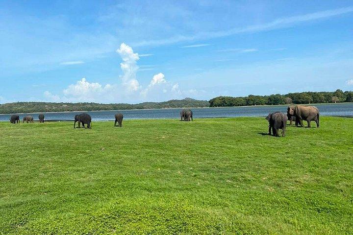 Ultimate Elephant Safari Experience With Gisban Tours