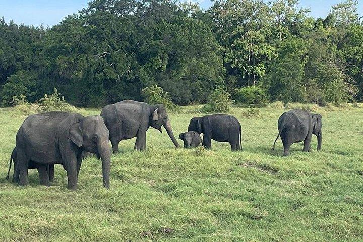 Ultimate Elephant Safari Experience With Gisban Tours