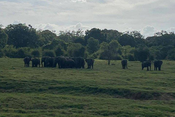 Ultimate Elephant Safari Experience With Gisban Tours