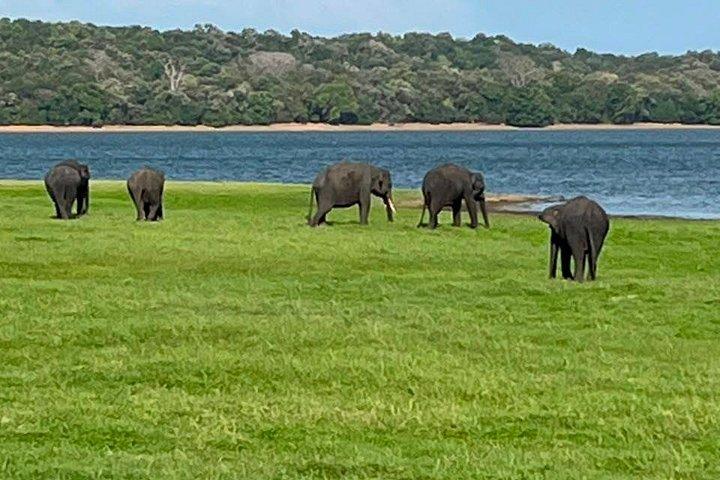 Ultimate Elephant Safari Experience With Gisban Tours
